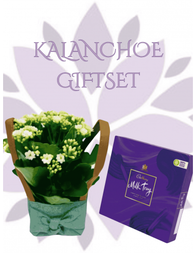 Kalanchoe & Milk Tray Gift Set