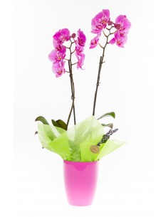 Phalaenopsis Orchid in...