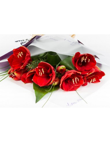 Celebrate Christmas... with Amaryllis