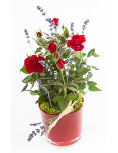Red Rose Plant in Glass Vase